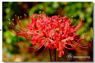 曼殊沙华,彼岸花下的传说与启示