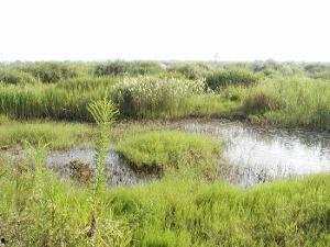 沼泽地,自然奇观与生态之谜的绿色秘境
