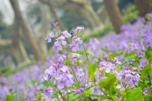 新花开花落,岁月流转的自然诗篇