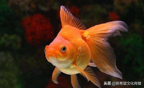 美丽的小金鱼,探寻美丽小金鱼的奥秘